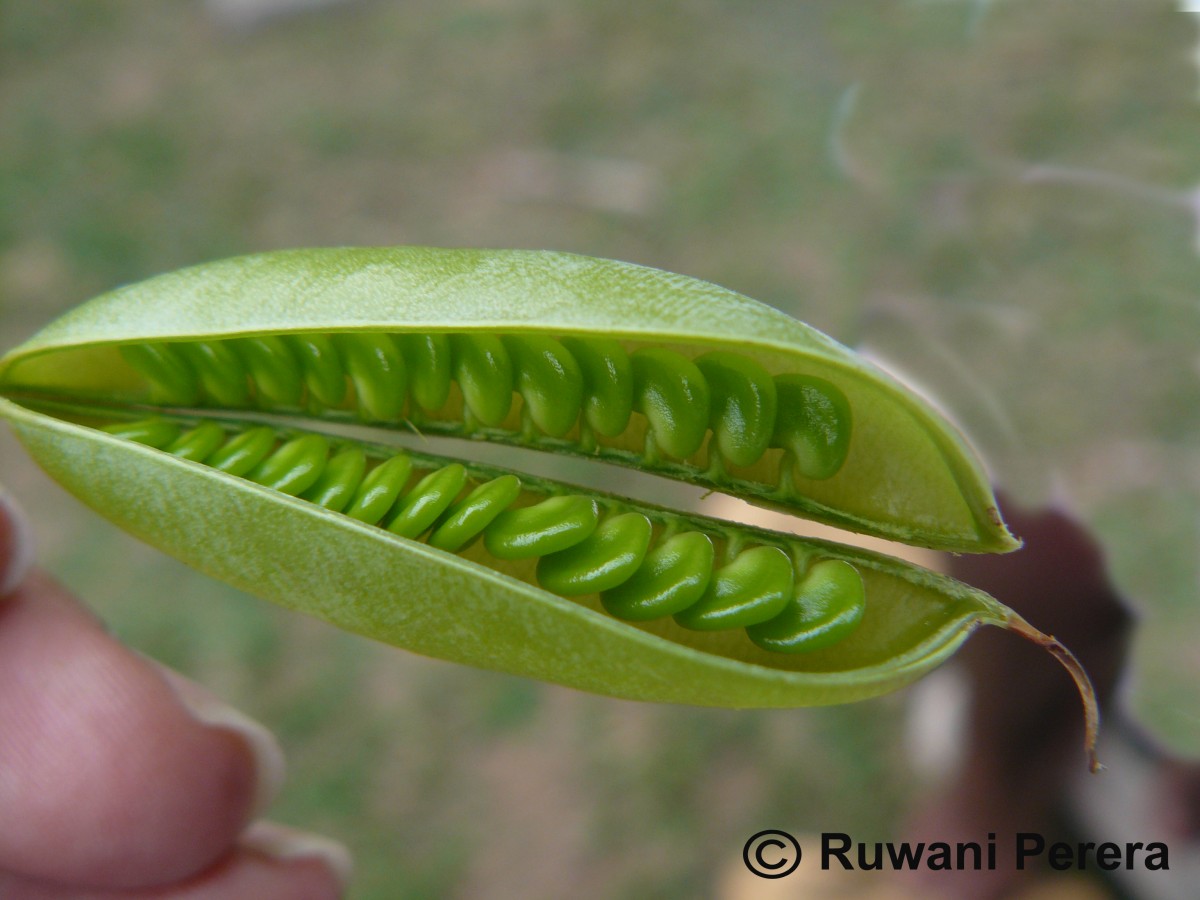 Crotalaria laburnifolia L.